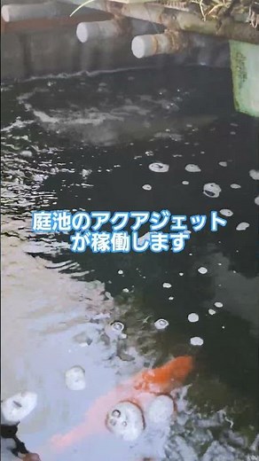 アクアポニックスに植えてあるセキショウが…庭池アクアジェット稼働 #koi #錦鯉飼育 #泳ぐ宝石錦鯉