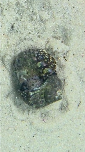 My First Saltwater Tank: Sea Snails Mating? #shortsvideo #saltwaterfishtank