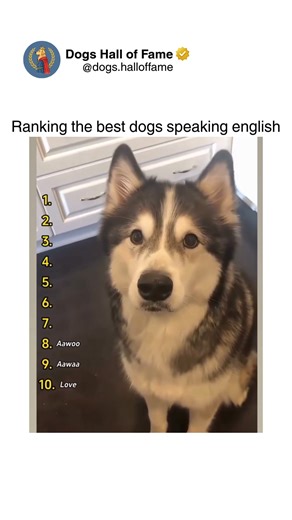 Dogs • Cute Dogs • Dog Videos on Instagram: "The absolutely mind-blowing phenomenon of dogs producing vocalizations so shockingly close to actual English words that you genuinely question whether they've been secretly studying linguistics or if evolution is happening live before your eyes. These aren't random barks — these are deliberate concentrated attempts forming recognizable phrases including the viral classic "I love you" pronounced with startling clarity, "hello" greetings sounding undeni