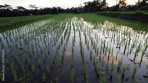 Waterlogged field with freshly planted rice seedlings, camera flies low over plants. Green small blades in bunches stick from water, planted manually and regularly in almost straight rows