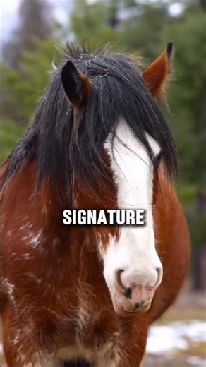 This Clydesdale Horse Is Massive, Powerful, And Impossible To Ignore #horse #shorts