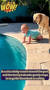 Labrador Gently Protects Baby Near Backyard Pool | Heartwarming Family Moment. A peaceful sunny backyard turns into a touching moment of instinctive care when a curious baby crawls toward the edge of a small pool, and the family Labrador quickly steps in. This gentle scene highlights the natural bond between pets and children, making it a relatable and comforting video for families, dog lovers, and anyone who enjoys heart-warming moments. From the first frame, you see the baby moving toward the 