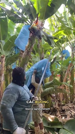 Quy trình tạo ra chuối