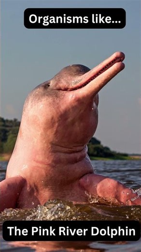 The Amazon Rainforest Ecosystem | Science for ML, EL, ELL