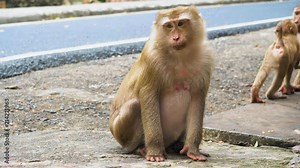Monkey sits and stares into the camera, the family of primates