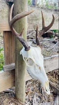 DIY: Easy European Mount Your Deer in 9 SIMPLE Steps!!