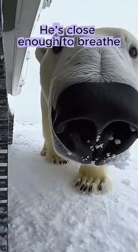 Polar Bear Growls Right Beside the Camera! 🐻‍❄️