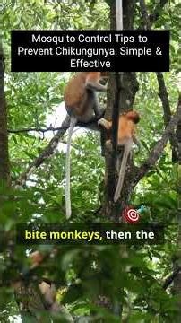 Banish Chikungunya: Your Ultimate Mosquito Control Guide!