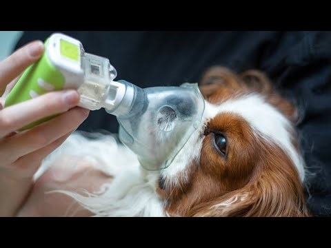 Dog Breathing Heavy? Why It Happens and When To Worry @globalpetsclinic