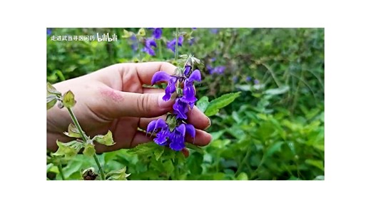 唇形科 Lamiaceae