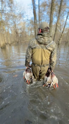 Green heeds in the timber #hunting #waterfowl