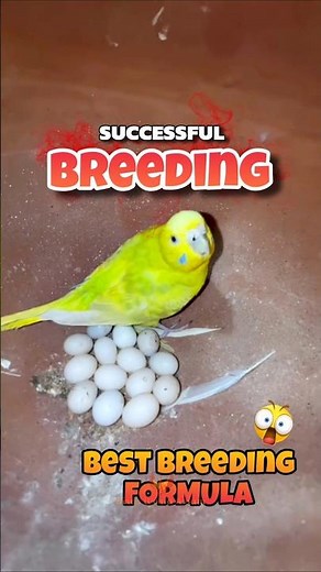 Budgies Breeding Formula 😍🔥❤️ #birds #budgies #budgielove #cockatiel #lovebirds #parakeet #viralreel