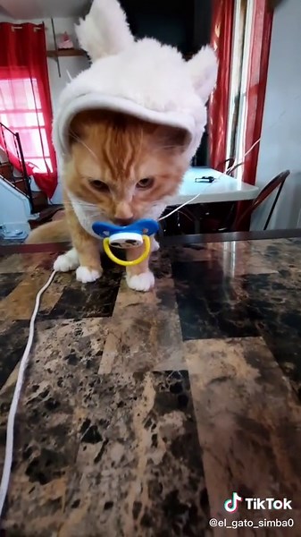 Adorable Gato Simba Compilation | Funny Cat Videos