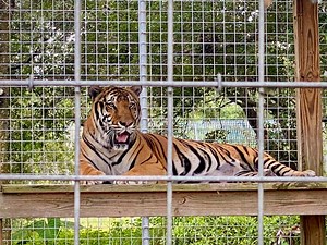 Tiger handler fatally mauled in Oklahoma