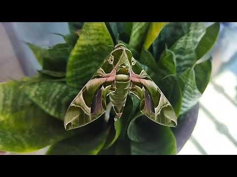 Oleander Hawk Moth transformation