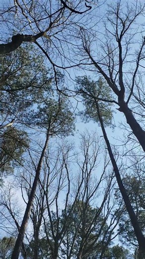 sounds of nature sounds of spring early spring ambience sonidos de naturaleza #sonidosdelanaturaleza