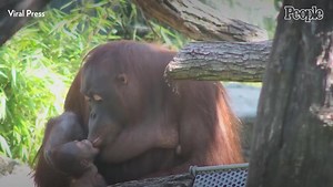 Vienna Zoo Captures Incredible Moment Critically Endangered Orangutan Gives Birth to Healthy Baby