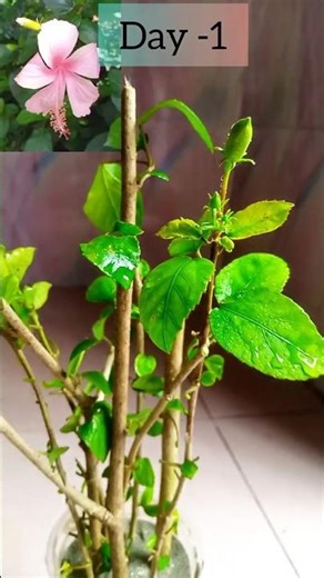 Day-1to rooting update of Hibiscus flower plant cuttings🌺#Hibiscus plant propagation#Israt's Garden🌱