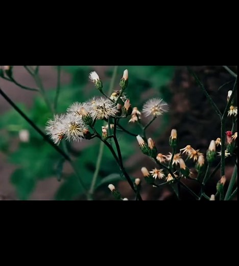 Taking beautiful photos is really simple with an HD camera | black magic camera