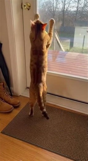 The "I Know You Have The Keys" Meow