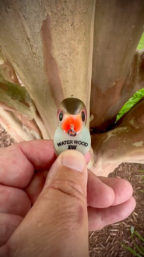 22 reactions | Topwater Rumble! The Water Wood Custom Baits model...