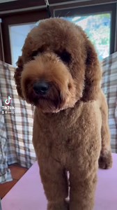 546 reactions · 16 comments | Create best-in-show style for all coat types with the powerful Pulse ZR II. #CREATEYOURWAY #ANDISGROOMING | Andis Grooming | Facebook