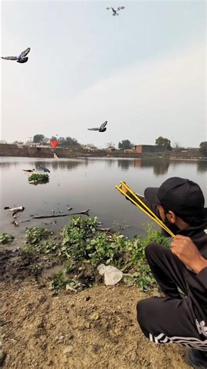 Pigeon Bird hunting slingshot tips #shorts #youtubevideos #trending #tips