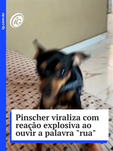 Momentos engraçados com o Pincher Negão