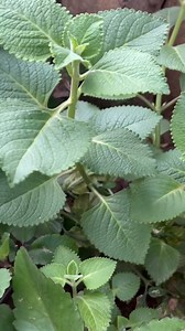 Stroke & Hypertension 🔥 #fblifestyle | Uses Of Herbal Medicines