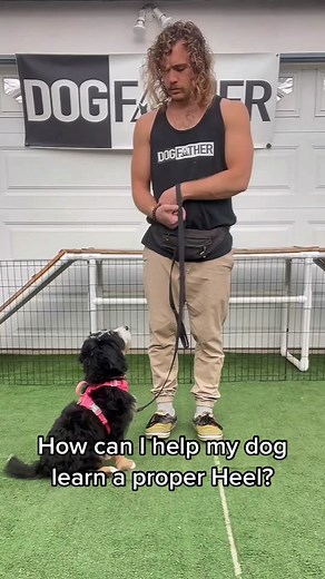 Teaching Your Dog to Heel: Top Tips and Training Techniques