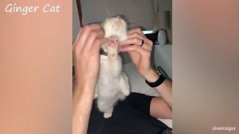 Adorable cat clips that brighten any kind of day