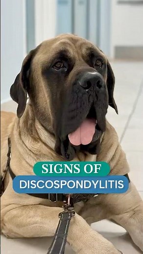 Discospondylitis in Dogs: Back Pain and Other Warning Signs