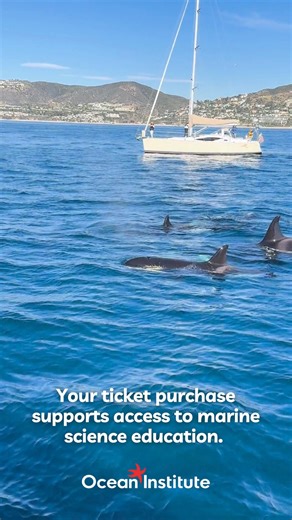 66K views · 225 reactions | There's an ocean to discover, come join us at Ocean Institute this summer! Your ticket purchase supports access to marine science education and our mission to use the ocean to inspire the next generation of ocean stewards. | Ocean Institute | Facebook