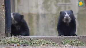 Watch the two Peruvian bear cubs being welcomed by everybody @NationalZooDC! | Embassy of Peru in the USA