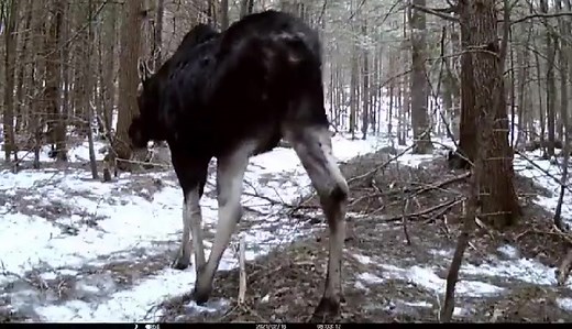 13K views · 471 reactions | What a great shot of this moose in Sullivan shared by a u local New Hampshire member! An awesome moment caught on their trail camera. https://bit.ly/2QBelXJ | WMUR-TV | Facebook