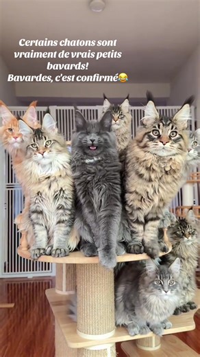 Video's van Maine Coon d'Exception (@mainecoondexception) met original sound - Maine Coon d'Exception