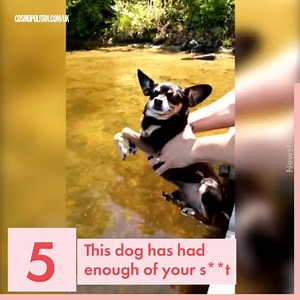 492K views · 16 reactions | Dogs give us so much joy | Country Living Magazine | Facebook