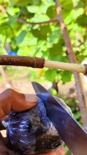 The Easiest Way to Clone Your Favorite Fruit Trees 🌳