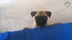 714K views · 14K reactions | You asked for more pugs - we got you more pugs: | The Pet Collective | Facebook