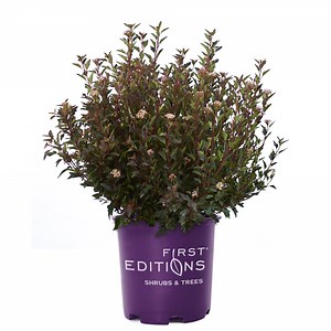 First Editions Ninebark Little Devil Live Shrub in 2-Gallon Grower Pot