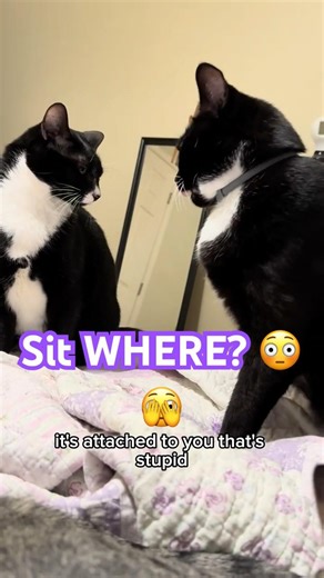 Cat Fight Voice Over - Crazy Comment from Bystander- Funny Cat Video