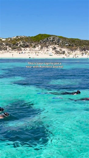 Snorkel season is here and Rottnest Snorkel Tours is ready to take you to the top snorkelling spots on Rottnest Island. 🤿 Cruise to stunning turquoise bays to discover vibrant coral gardens and colourful marine life. With expert guides and all gear provided, it's the ultimate underwater adventure! Send this to someone who needs to do this 🐟 | Rottnest Island, Western Australia