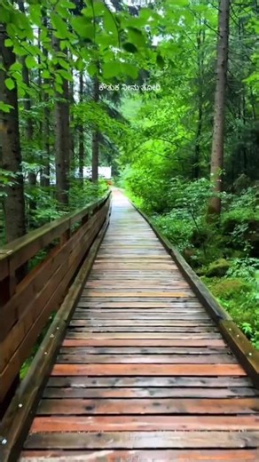 Walking with nature feels like being gently loved by the world itself. #nature #adventure #explore