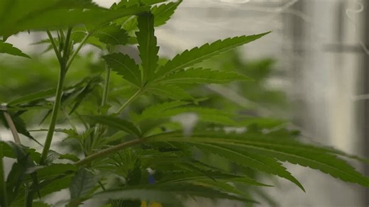 When will PA legalize recreational marijuana? Local lawmakers weigh in