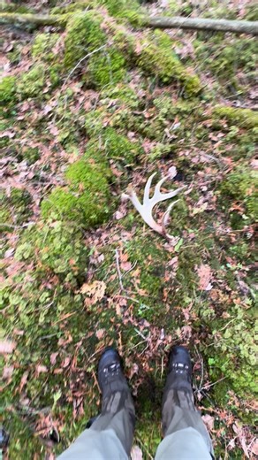 GRIZZ HUNT on Instagram: "Biggest shed of the year but unfortunately the porcupines beat me to it. Such a shame, still a good find. #sheds #shed #shedhunting #whitetaildeer #whitetail"