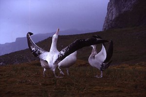 Seabird breeding behavior - Alchetron, the free social encyclopedia