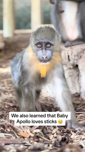 12K views · 227 reactions | Did you know that mandrills are the largest monkey? #monkey #mandrill #babymonkey #endangeredspecies| | Tanganyika Wildlife Park | Facebook