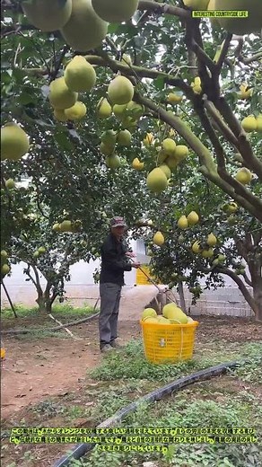 オレンジの収穫 - 昔ながらの伝統