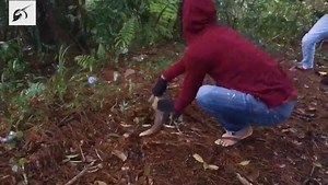 3.1K views · 263 reactions | Moments like this show exactly why we do what we do... A local Indonesian farmer came across this pangolin. Fearing for its safety, they promptly called the FFI-TPCU ranger team to rescue and release them into a safer location. | Fauna & Flora | Facebook
