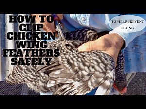 HOW TO CLIP CHICKEN WING FEATHERS TO HELP PREVENT FLYING - HUMANE METHOD